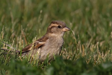 A sparrow with a blend of brown, gray, and white feathers in the grass