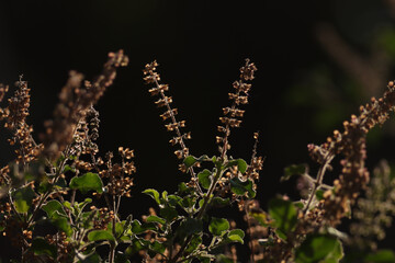 Fototapeta premium Holy basil flower growing in nature. Selective focus.