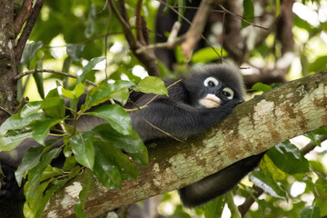 Obraz premium Dusky Leaf Monkeys in Penang Hill Malaysia.The dusky leaf monkey, spectacled langur, or spectacled leaf monkey (Trachypithecus obscurus) is a species of primate in the Cercopithecidae family.