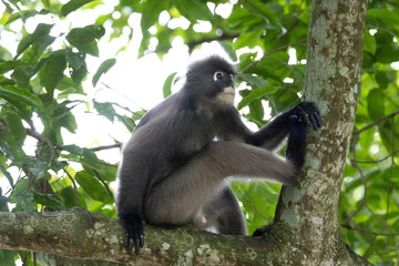 Obraz premium Dusky Leaf Monkeys in Penang Hill Malaysia.The dusky leaf monkey, spectacled langur, or spectacled leaf monkey (Trachypithecus obscurus) is a species of primate in the Cercopithecidae family.