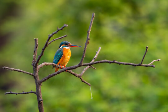 common kingfisher or Alcedo atthis is a small colorful bird closeup or portrait perched on branch in natural green background at keoladeo national park or bharatpur bird sanctuary rajasthan india asia
