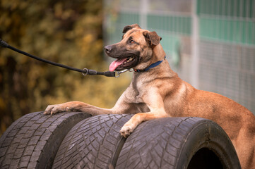 Hund auf Hundeplatz