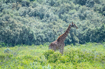 Fototapeta premium Giraffe strolls gracefully across a lush field, Hells Gate National Park, Kenya