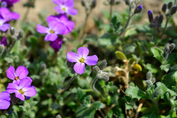 Aubrieta Dr. Mules flowers
