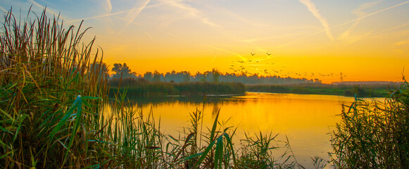 Birds flying in a blue sky in autumn at a misty yellow sunrise,  Almere, Flevoland, The...