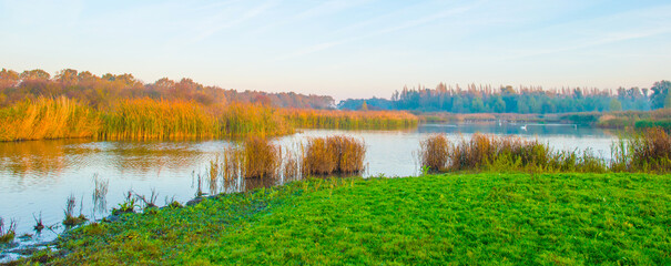 The edge of a lake in autumn at a foggy yellow sunrise,  Almere, Flevoland, The Netherlands, November 4, 2024