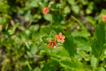 Scarlet pimpernel flower
