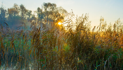 The edge of a lake in autumn at a foggy yellow sunrise,  Almere, Flevoland, The Netherlands, November 4, 2024