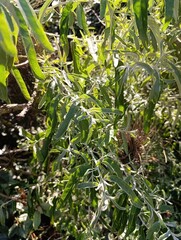 Brachyglottis Greyi - Brachyglotte Gris, Séneçon en arbre - Daisy bush - Asteraceae - Asteracées