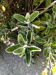 Brachyglottis Greyi - Brachyglotte Gris, Séneçon en arbre - Daisy bush - Asteraceae - Asteracées