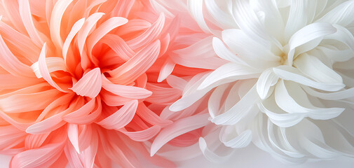Capture the delicate beauty of chrysanthemum petals in a stunning macro shot of pastel pink and white patterns