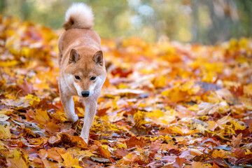dog in autumn park