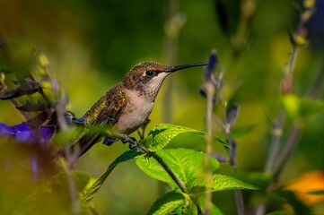 Hummingbird perched among leaves and flowers