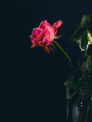 Beautiful pink rose against a black background