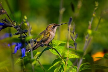 Naklejka premium Hummingbird amidst green foliage and purple flowers.