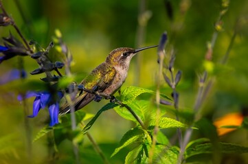Fototapeta premium Hummingbird perched amid vibrant foliage.