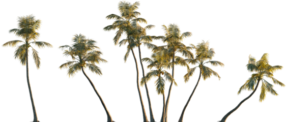 Cocos nucifera (Palma cocos, Cocos nana, Cocos indica) palm frontal isolated png on a transparent background premium cutout foreground tree