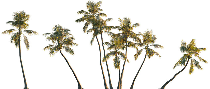 Cocos nucifera (Palma cocos, Cocos nana, Cocos indica) palm frontal isolated png on a transparent background premium cutout foreground tree