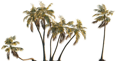 Cocos nucifera (Palma cocos, Cocos nana, Cocos indica) palm frontal isolated png on a transparent...