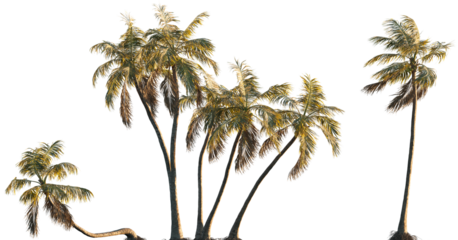 Cocos nucifera (Palma cocos, Cocos nana, Cocos indica) palm frontal isolated png on a transparent background premium cutout