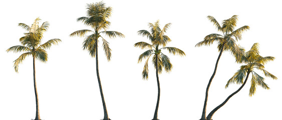 Cocos nucifera (Palma cocos, Cocos nana, Cocos indica) palm frontal isolated png on a transparent background premium cutout foreground tree © Roman