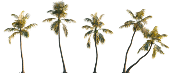 Cocos nucifera (Palma cocos, Cocos nana, Cocos indica) palm frontal isolated png on a transparent background premium cutout foreground tree