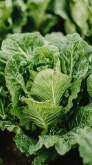 Naklejka premium Fresh Green Cabbage Grows Abundantly in the Garden