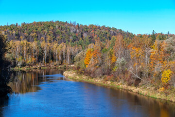 autumn in the forest