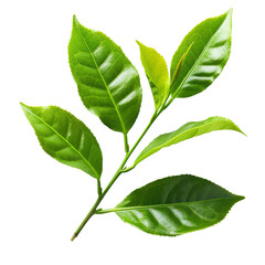 Fototapeta premium Green tea leaves png