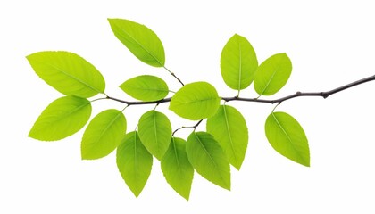 Obraz premium Bright green Spring leaves branch isolate on white background