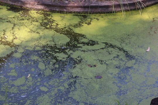 Alligator camouflaged in mossy water