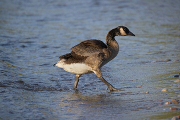 Fototapeta premium Juvenile Canada goose Branta canadensis walking in the water along the shoreline of Lake Ontario Canada
