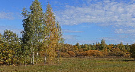 A group of birch trees standing against the backdrop of a forest