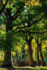 Jesień w Kurowie - Narwiański Park Narodowy - Podlasie, Polska