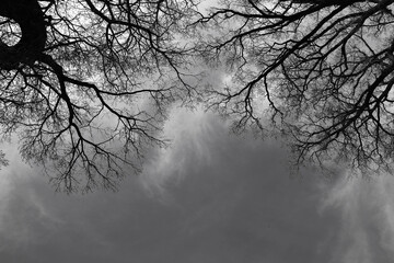 Leafless Oak tree branches silhouette. Black and white. Natural oak tree branches silhouette. Silhouettes of a dark gloomy forest with textured trees. Winter 