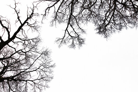Winter bare tree silhouettes of twigs. Black and white. Natural oak tree branches silhouette on a white background. Silhouettes of a dark gloomy forest with textured trees on a white background