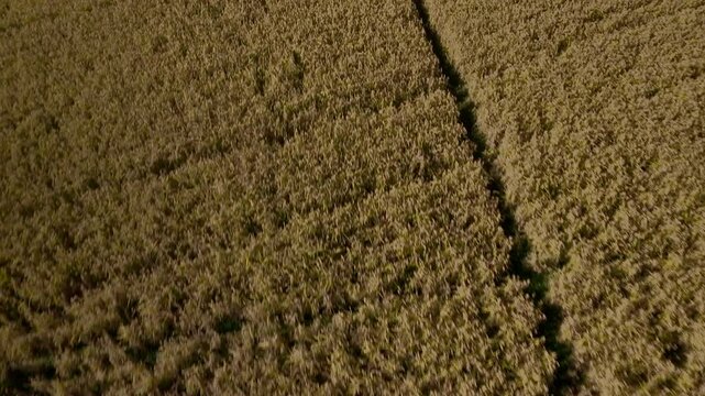 Drone high level fly over a mature paddy field, ready to harvest. Italy, Piedmont, Novara Province.