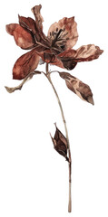 Fototapeta premium PNG Flower blossom symbol plant.