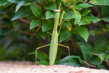 垣根の葉に向かうカマキリの背中