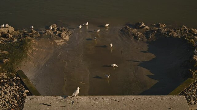 Flock of seagulls at sewage outfall on Danube river, 4K