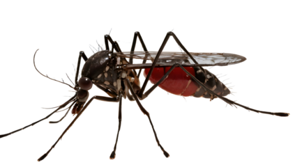 An informative illustration of the dengue mosquito, depicting its unique features and habitat, useful for educational materials and health awareness campaigns.