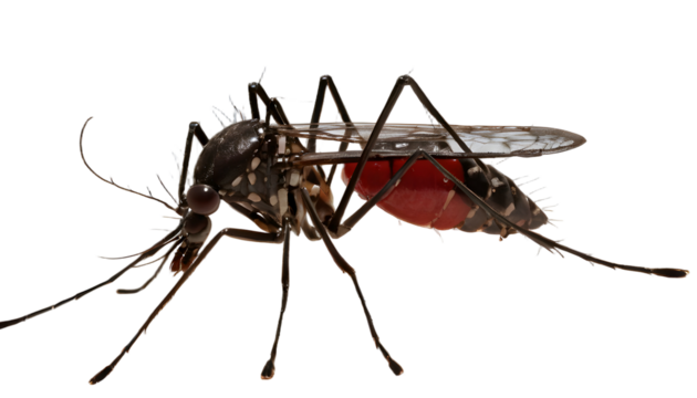 An informative illustration of the dengue mosquito, depicting its unique features and habitat, useful for educational materials and health awareness campaigns.