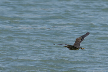 Naklejka premium Striated Heron Butorides striata in Gurney Beach Penang Malaysia.The striated heron also known as mangrove heron, little green heron or green-backed heron.