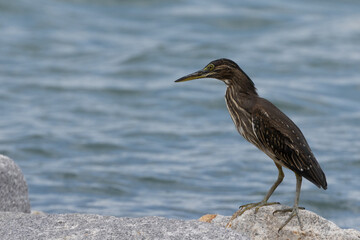 Obraz premium Striated Heron Butorides striata in Gurney Beach Penang Malaysia.The striated heron also known as mangrove heron, little green heron or green-backed heron.