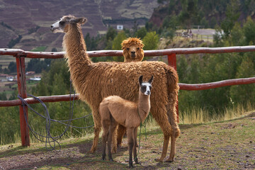 Meet the fluffiest little duo! Mama llama and her adorable calf, spreading joy one fuzzy snuggle at a time. Cusco Peru. © Beto Santillan