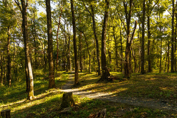 Fototapeta premium 光が差し込む森の風景