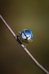 Close-up Eurasian blue tit sits on a thin branch and looks toward the camera lens with olive background on a sunny fall day. 