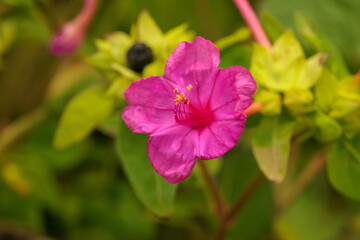 赤い野花のオシロイバナ