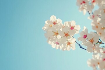 Fototapeta premium Cherry Blossoms Illuminated by Spring Sunlight