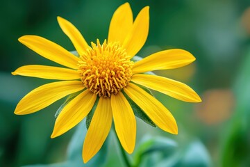 Arnica montana flowers: an in-depth analysis of advantages and uses